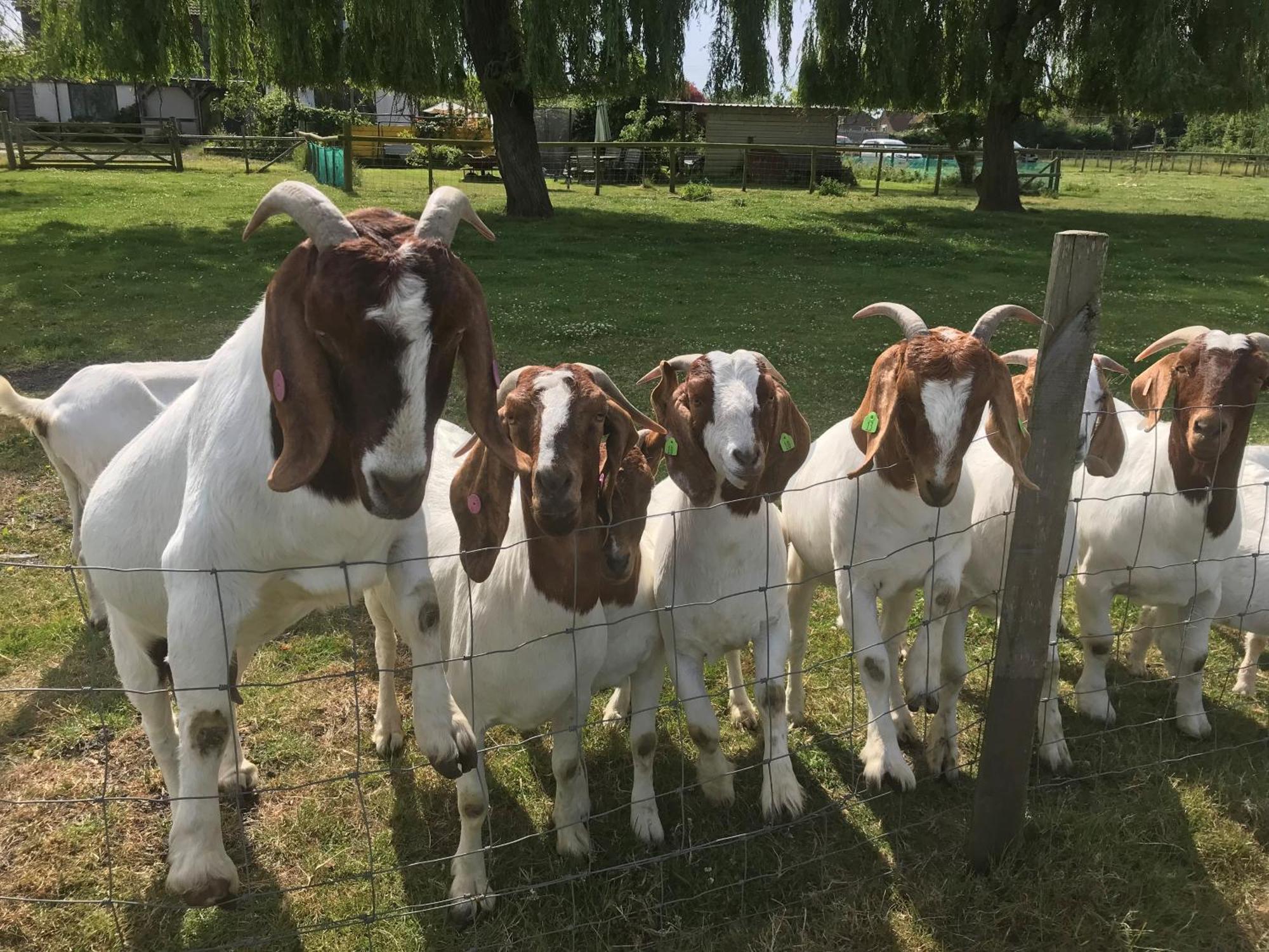 Withy Farm Panzió Canterbury Kültér fotó